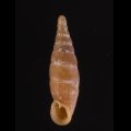 Pinguiphaedusa awajiensis シコクギセル (アワジギセル)