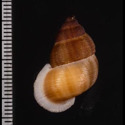 アミメクチヒレ Chondrothyra reticulata reticulatafig.2