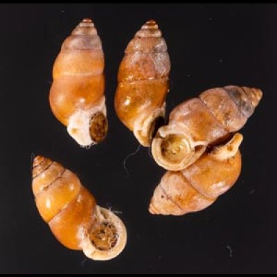 アズキガイ Pupinella rufafig.1