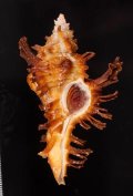 バンクスガンゼキ
