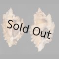 ヒレガイ Sale!