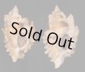 ヒレガイ Sale!