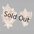 ヒレガイ Sale!