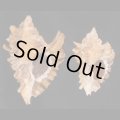 ヒレガイ Sale!