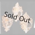ヒレガイ Sale!