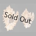 ヒレガイ Sale!