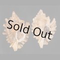 ヒレガイ Sale!