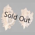 ヒレガイ Sale!