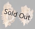 ヒレガイ Sale!