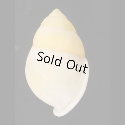 画像3: ヒーリアヌスマレーマイマイ