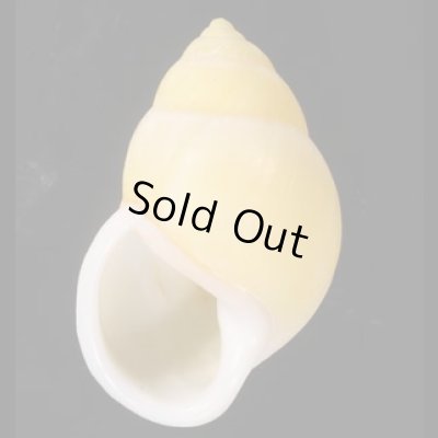 画像1: ヒーリアヌスマレーマイマイ