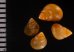 アズキカワザンショウ Pseudomphala  latericea miyazakiifig.2
