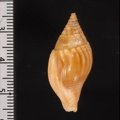 ツムガタニナ Metula cumingiifig.2