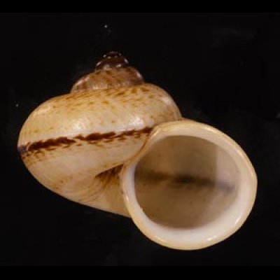 チュウカヤマタニシ(広州) Cyclophorus punctatusfig.1