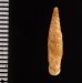 チクビギセル Papillifera papillarisfig.2