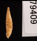 チクビギセル Papillifera papillarisfig.3