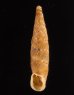 チクビギセル Papillifera papillarisfig.1