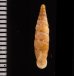 チクビギセル Papillifera papillarisfig.2