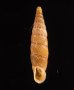 チクビギセル Papillifera papillarisfig.1