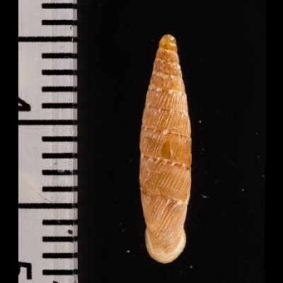 チクビギセル Papillifera papillarisfig.2