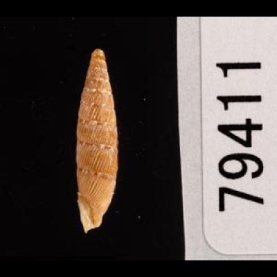 チクビギセル Papillifera papillarisfig.3