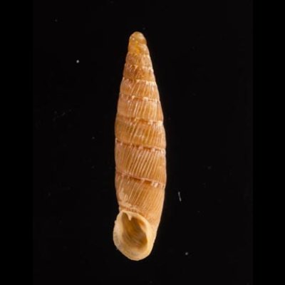 チクビギセル Papillifera papillarisfig.1