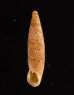 チクビギセル Papillifera papillarisfig.1
