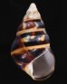 ムラクモイトヒキマイマイ Liguus fasciatus marmoratusfig.1