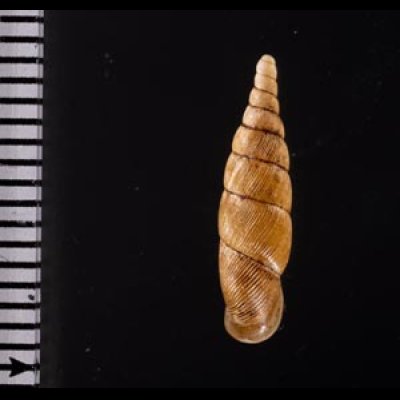 ヒクギセル Stereophaedusa gouldifig.2