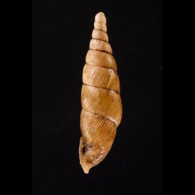 ヒクギセル Stereophaedusa gouldifig.3