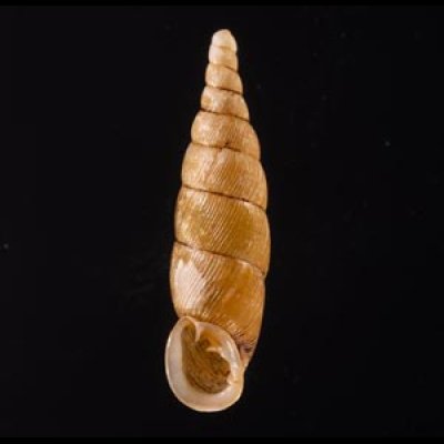 ヒクギセル Stereophaedusa gouldifig.1