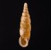 ヒクギセル Stereophaedusa gouldifig.1