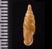 ヒクギセル Stereophaedusa gouldifig.2
