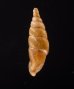 ヒクギセル Stereophaedusa gouldifig.3