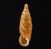 ヒクギセル Stereophaedusa gouldifig.1