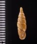 ヒクギセル Stereophaedusa gouldifig.2