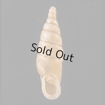 ヒクギセル Stereophaedusa gouldifig.1
