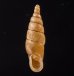 ヒクギセル Stereophaedusa gouldifig.1