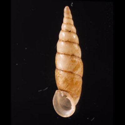 ヒクギセル Stereophaedusa gouldifig.1