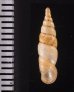 ヒクギセル Stereophaedusa gouldifig.2