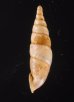 ヒクギセル Stereophaedusa gouldifig.3