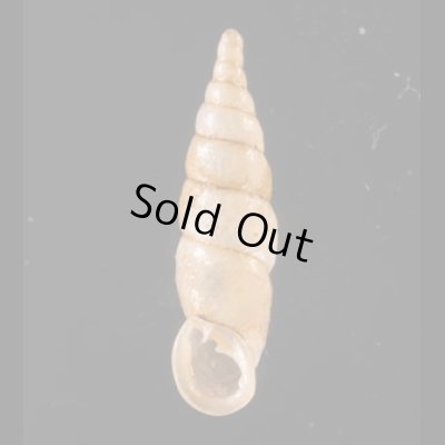 ヒクギセル Stereophaedusa gouldifig.1