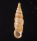 ヒクギセル Stereophaedusa gouldifig.1