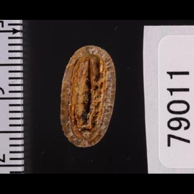 ヤセウスヒザラ Ischnochiton  sp.fig.2