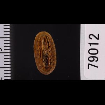 ヤセウスヒザラ Ischnochiton  sp.fig.2