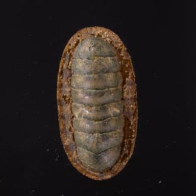 ヤセウスヒザラ Ischnochiton  sp.fig.1