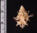 ホソトゲレイシダマシ Spinidrupa euracanthafig.2