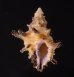ホソトゲレイシダマシ Spinidrupa euracanthafig.1