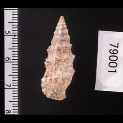 ヨーロッパカニモリ Cerithium vulgatumfig.2