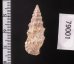 ヨーロッパカニモリ Cerithium vulgatumfig.2